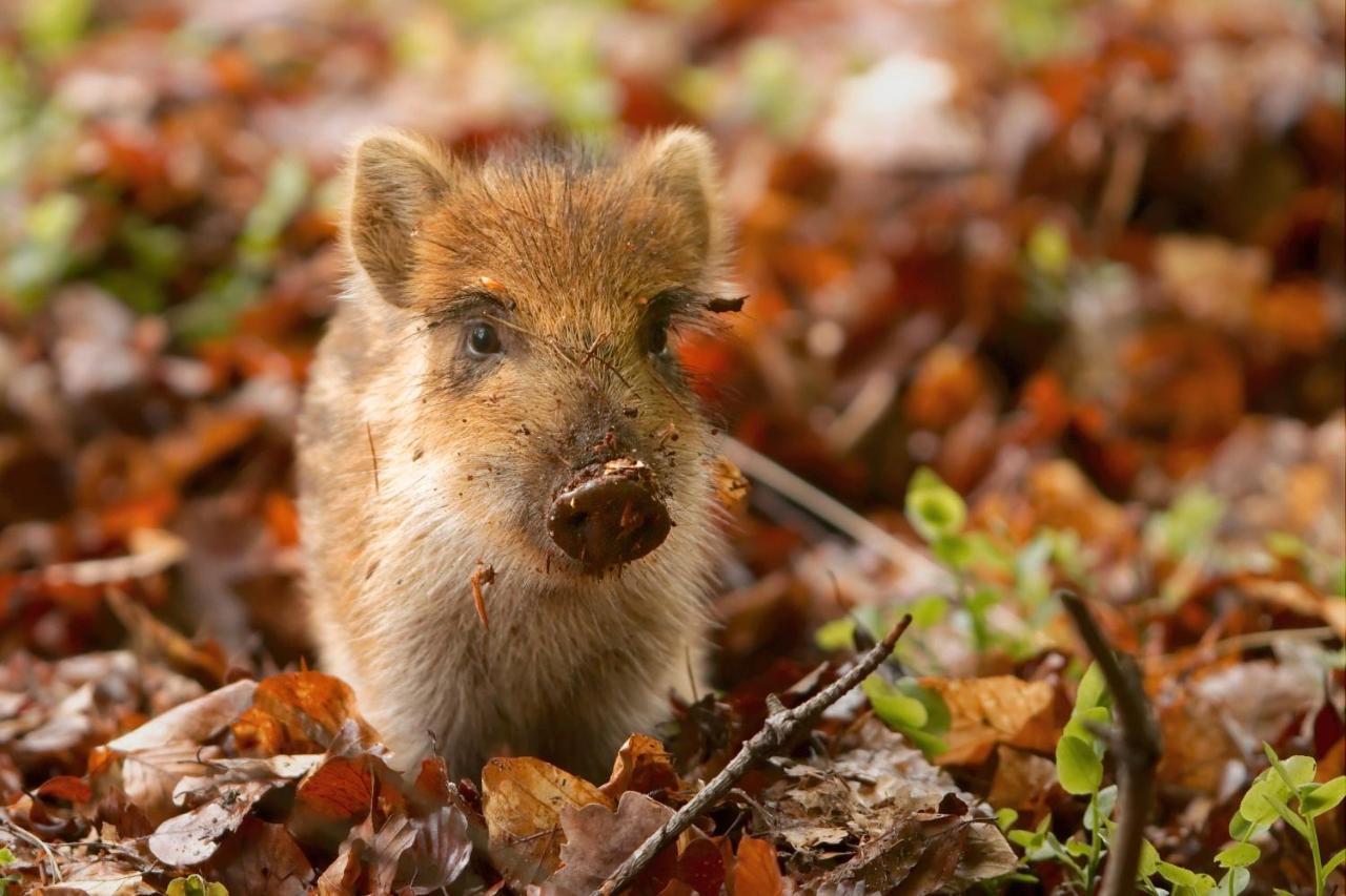 Vakantiehuis Vliegend Hert Veluwe Nunspeet Zewnętrze zdjęcie