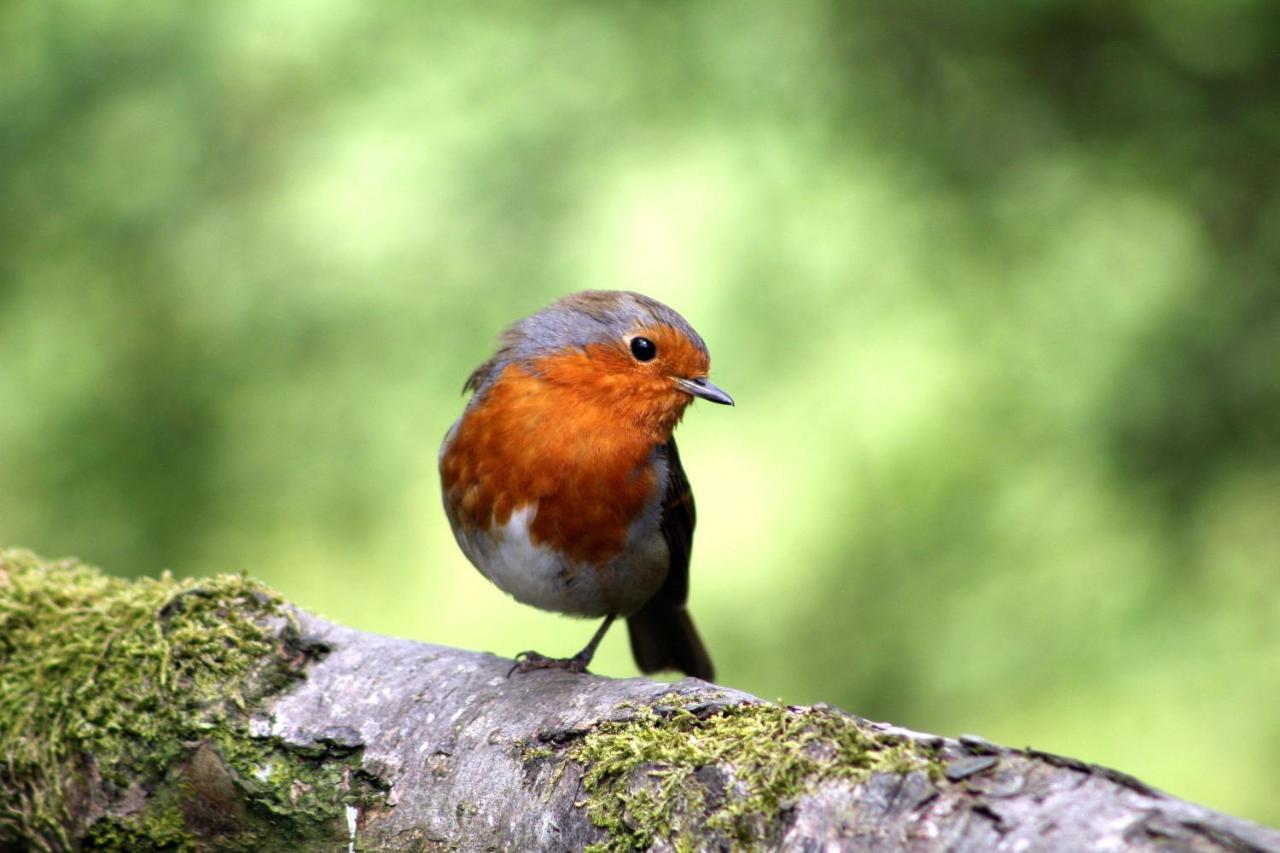 Vakantiehuis Vliegend Hert Veluwe Nunspeet Zewnętrze zdjęcie
