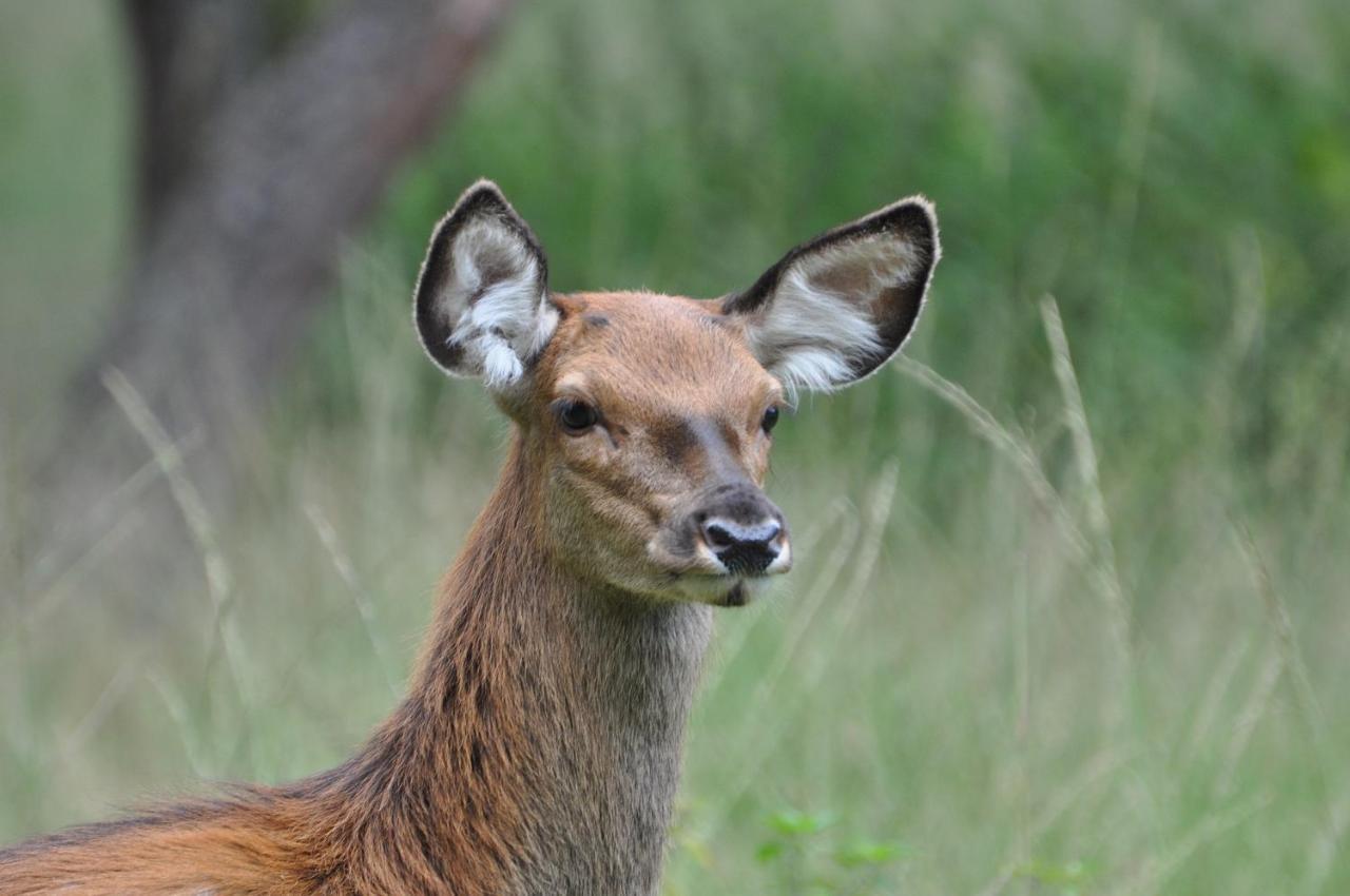 Vakantiehuis Vliegend Hert Veluwe Nunspeet Zewnętrze zdjęcie