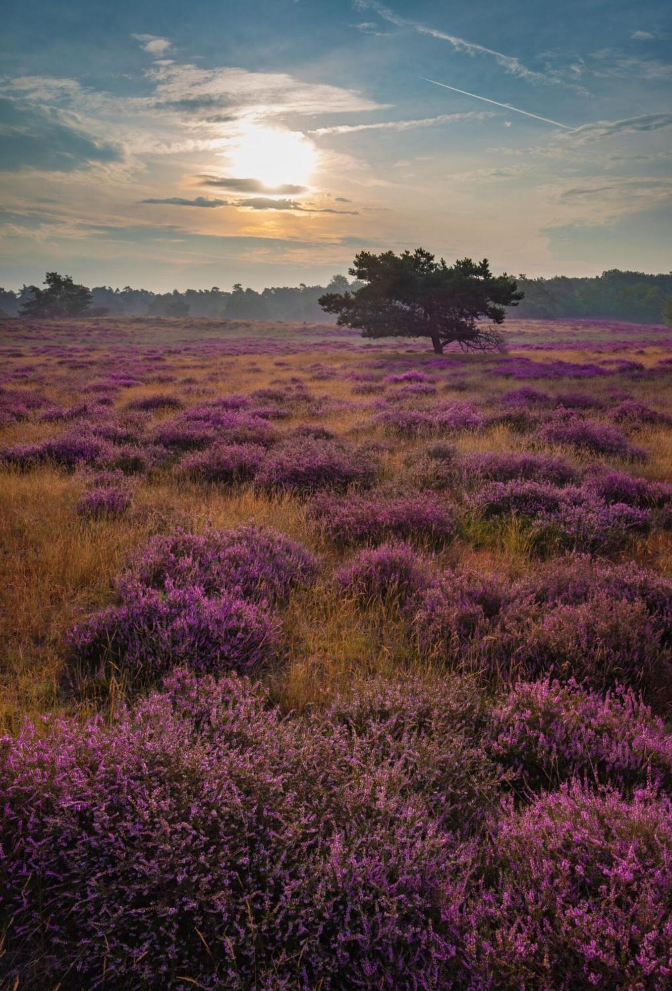 Vakantiehuis Vliegend Hert Veluwe Nunspeet Zewnętrze zdjęcie